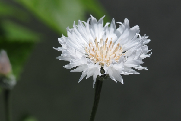 Cornflower (Bachelor’s Button)